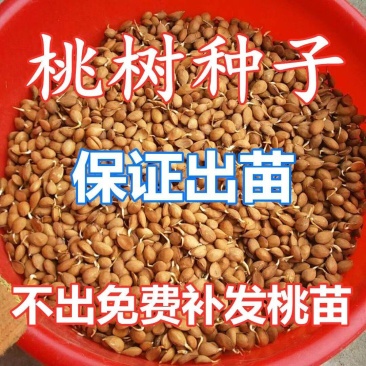 精品毛桃树种子，新鲜毛桃种子，出芽98%以上，