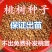精品毛桃树种子，新鲜毛桃种子，出芽98%以上，