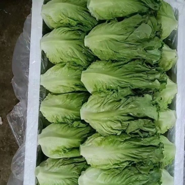意大利生菜