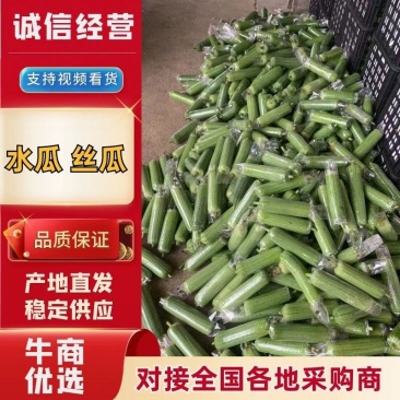 广西南宁市丝瓜水瓜量大从优全国发货一条龙服务
