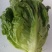 意大利生菜