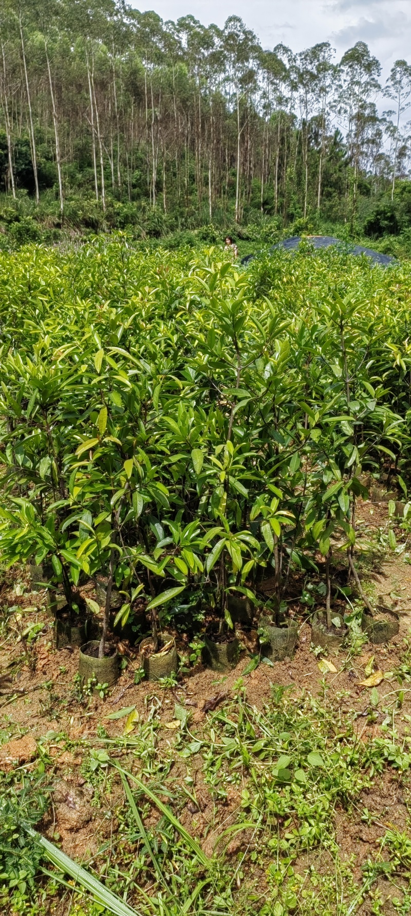 黄金山竹苗岭南山竹子苗罗蒙树老蒙子苗沾牙子苗风景庭院种植
