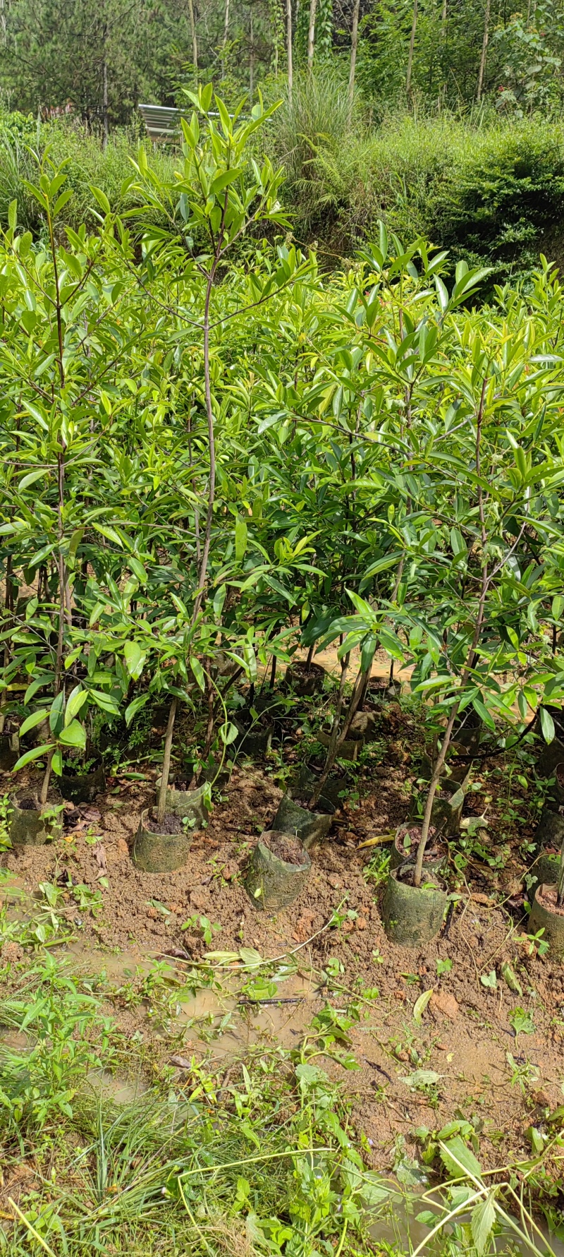 黄金山竹苗岭南山竹子苗罗蒙树老蒙子苗沾牙子苗风景庭院种植
