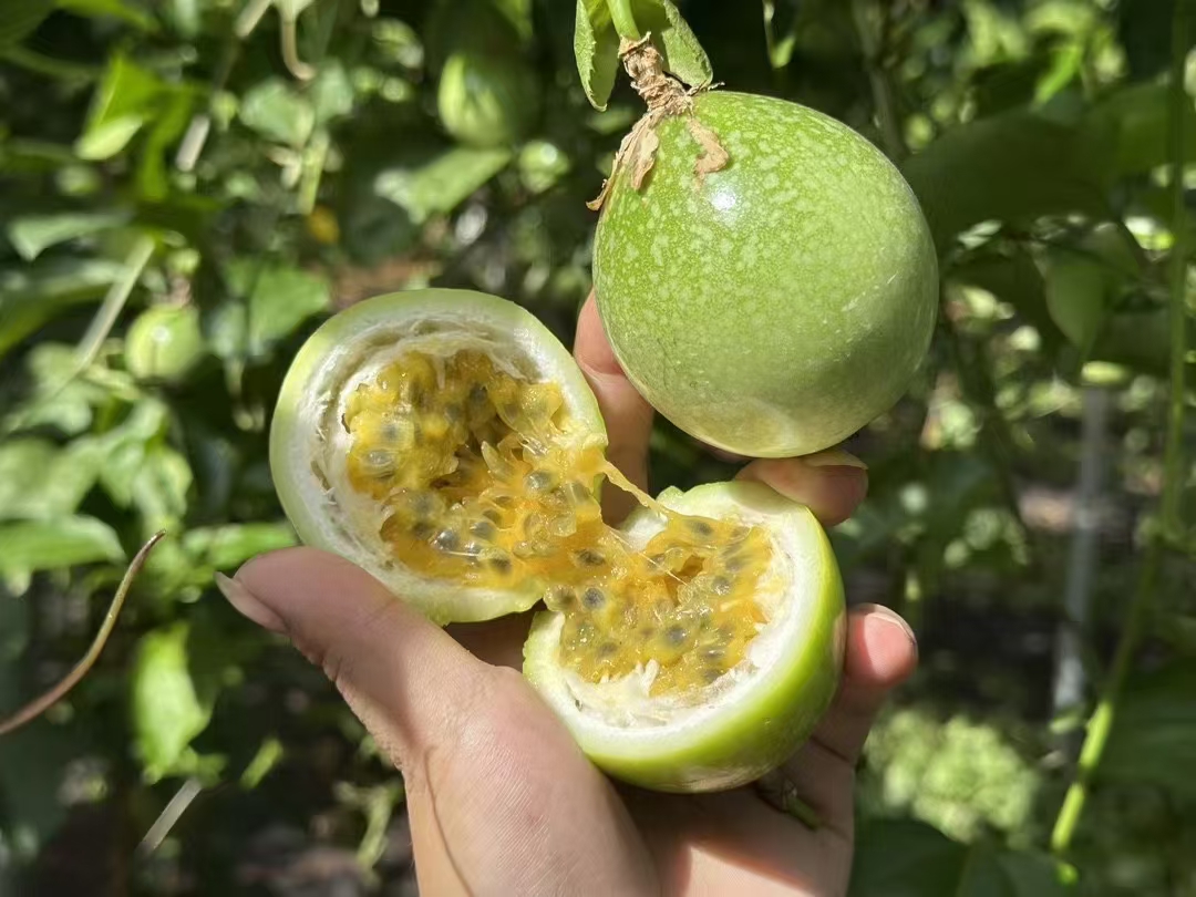黄金百香果特写