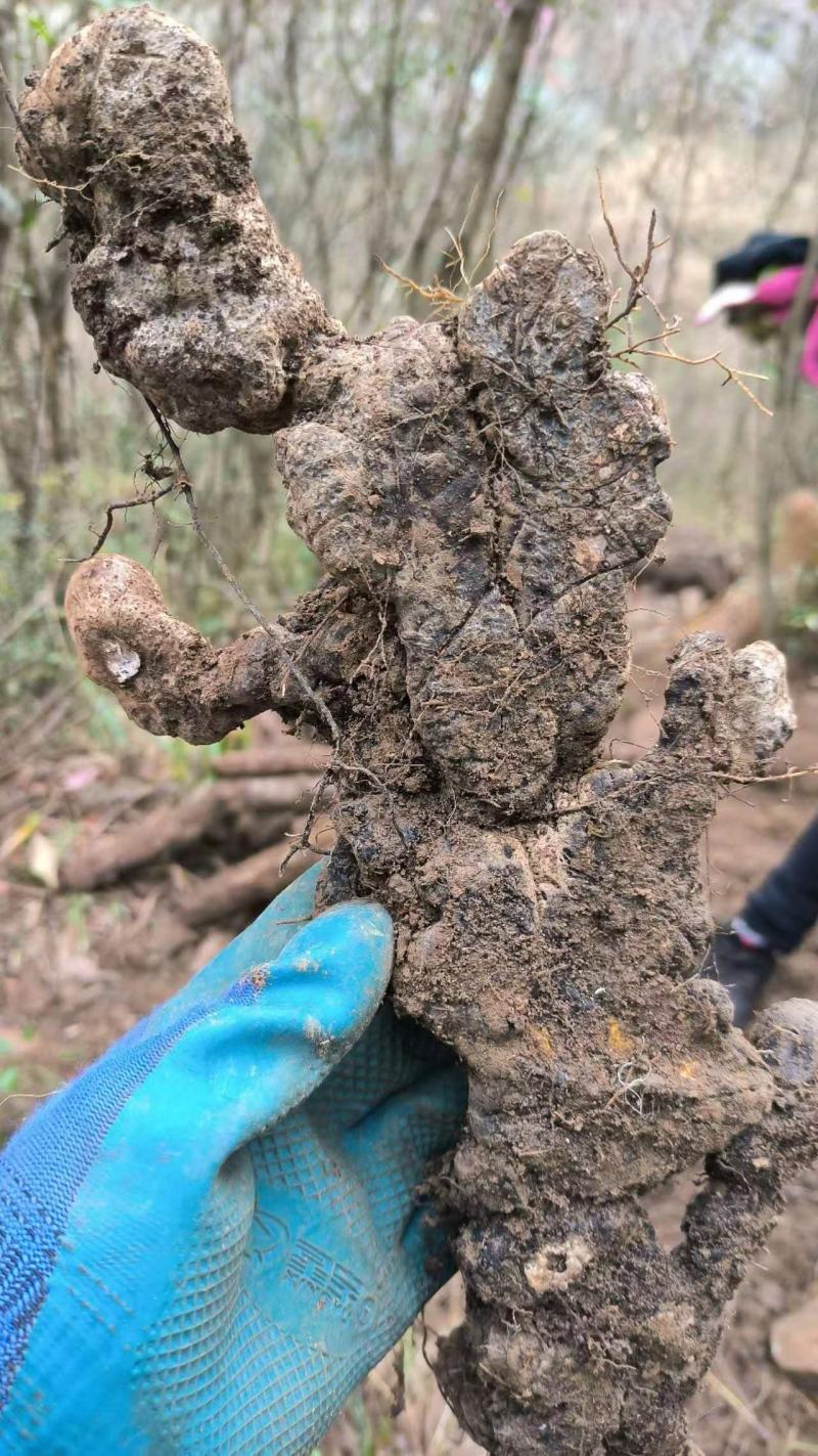 野生猪苓，需要的请联系