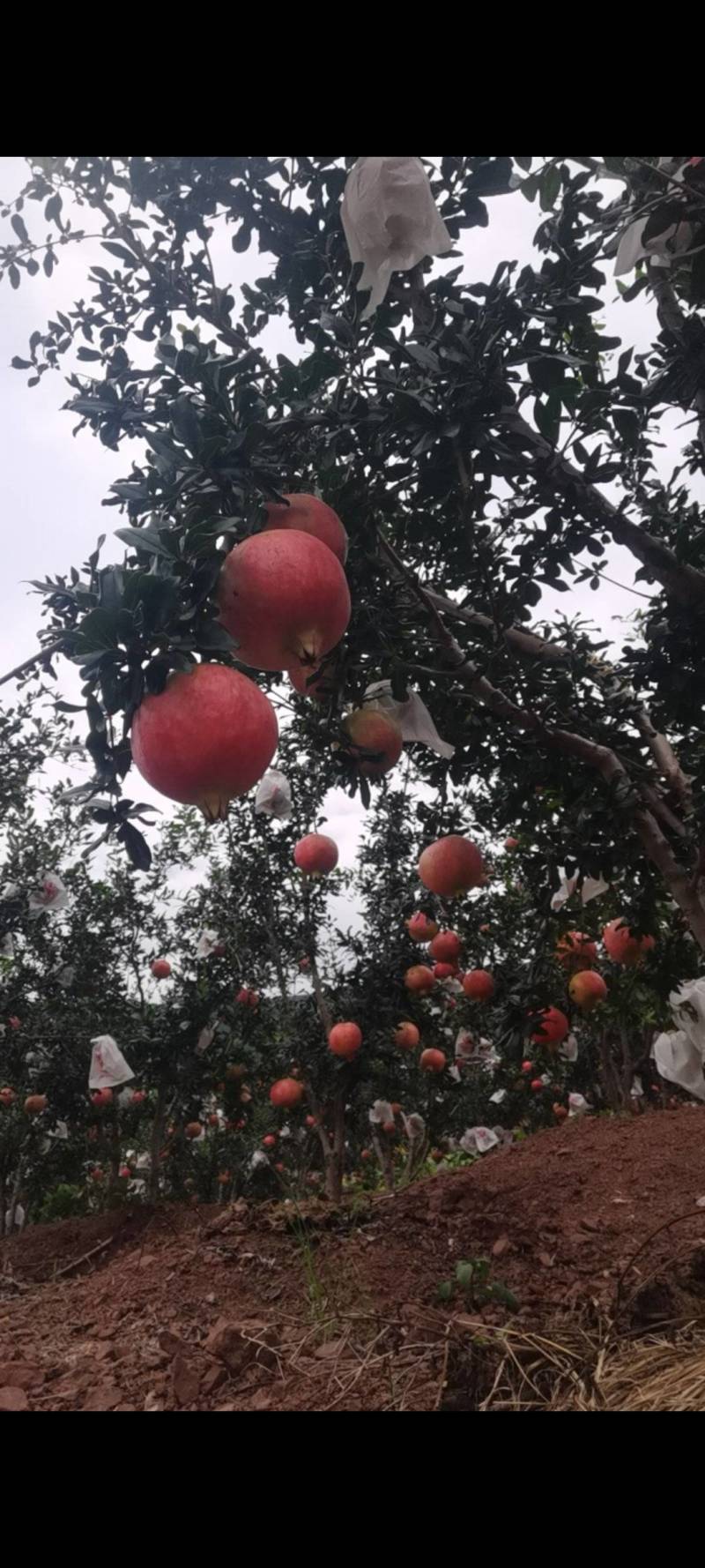 会理软籽石榴