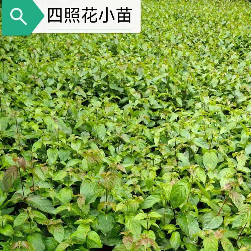 四照花小苗