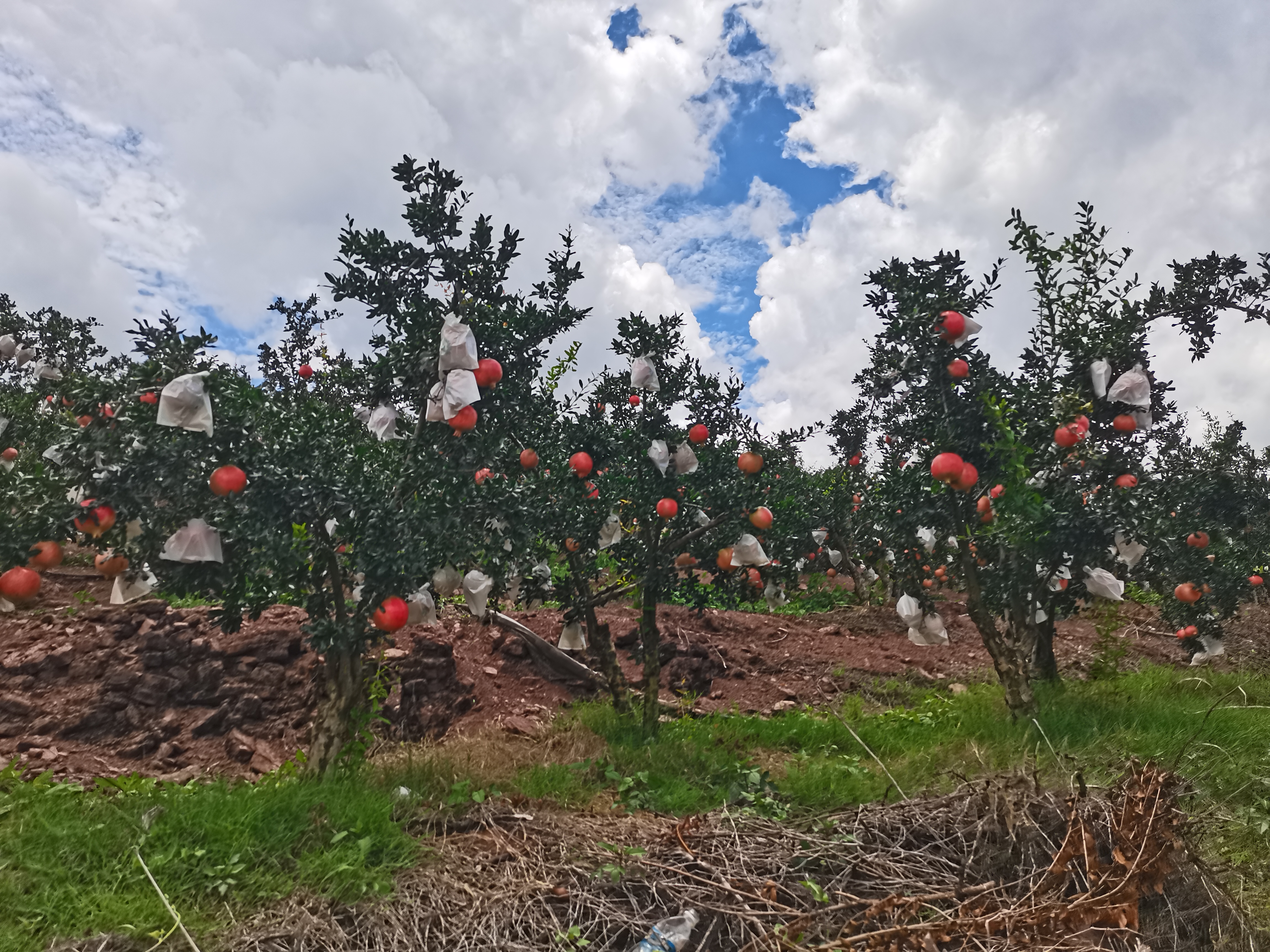 突尼斯软籽石榴树冬季防寒处理
