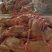 乳鸽白条鸽老鸽子鸽肉工厂发货保证质量常年供应