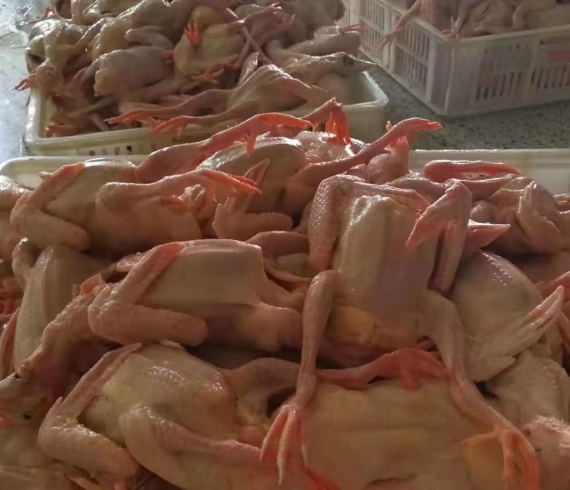 乳鸽白条鸽老鸽子鸽肉工厂发货保证质量常年供应