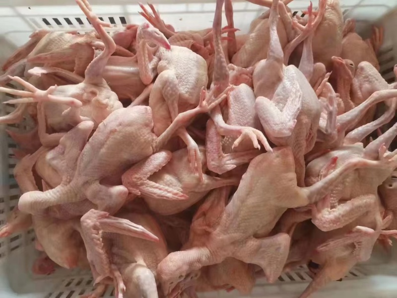 乳鸽白条鸽老鸽子鸽肉工厂发货保证质量常年供应