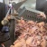 乳鸽白条鸽老鸽子鸽肉工厂发货保证质量常年供应