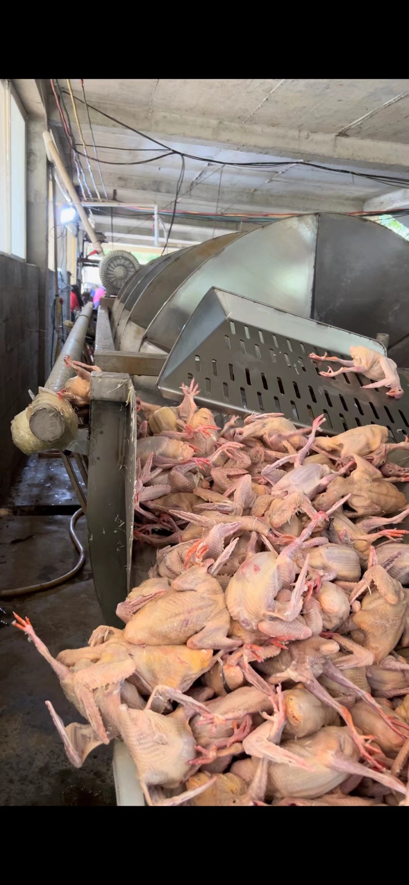 乳鸽白条鸽老鸽子鸽肉工厂发货保证质量常年供应