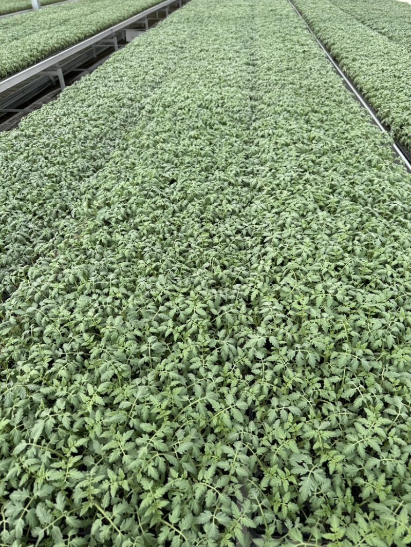 【基地直发】山东西红柿苗番茄苗一手货源可大量对接市场技术指导