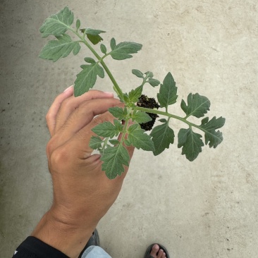 【基地直发】山东西红柿苗番茄苗一手货源可大量对接市场技术指导