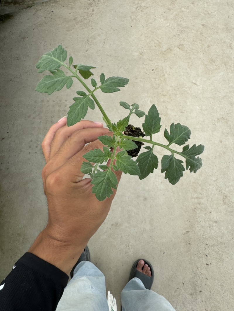 【基地直发】山东西红柿苗番茄苗一手货源可大量对接市场技术指导