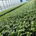 【基地直发】山东西红柿苗番茄苗一手货源可大量对接市场技术指导