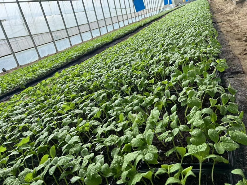 【基地直发】山东西红柿苗番茄苗一手货源可大量对接市场技术指导