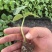【基地直发】山东西红柿苗番茄苗一手货源可大量对接市场技术指导