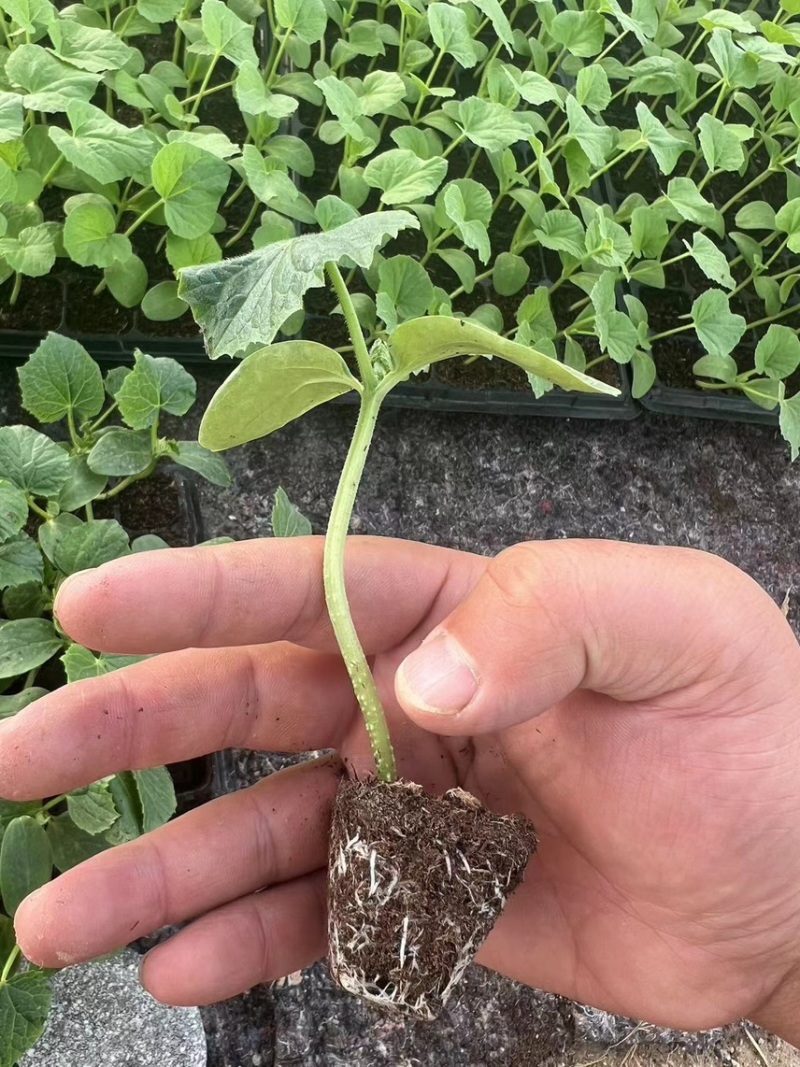 【基地直发】山东西红柿苗番茄苗一手货源可大量对接市场技术指导