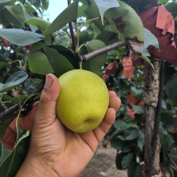 自家皇冠梨