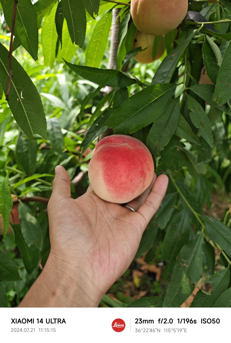 永莲蜜桃百亩基地老桃园，质量保证。水蜜桃