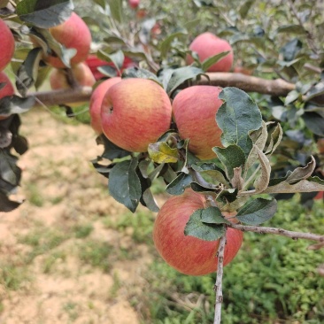 云南昭通苹果大量上市，货源充足，质量保障。