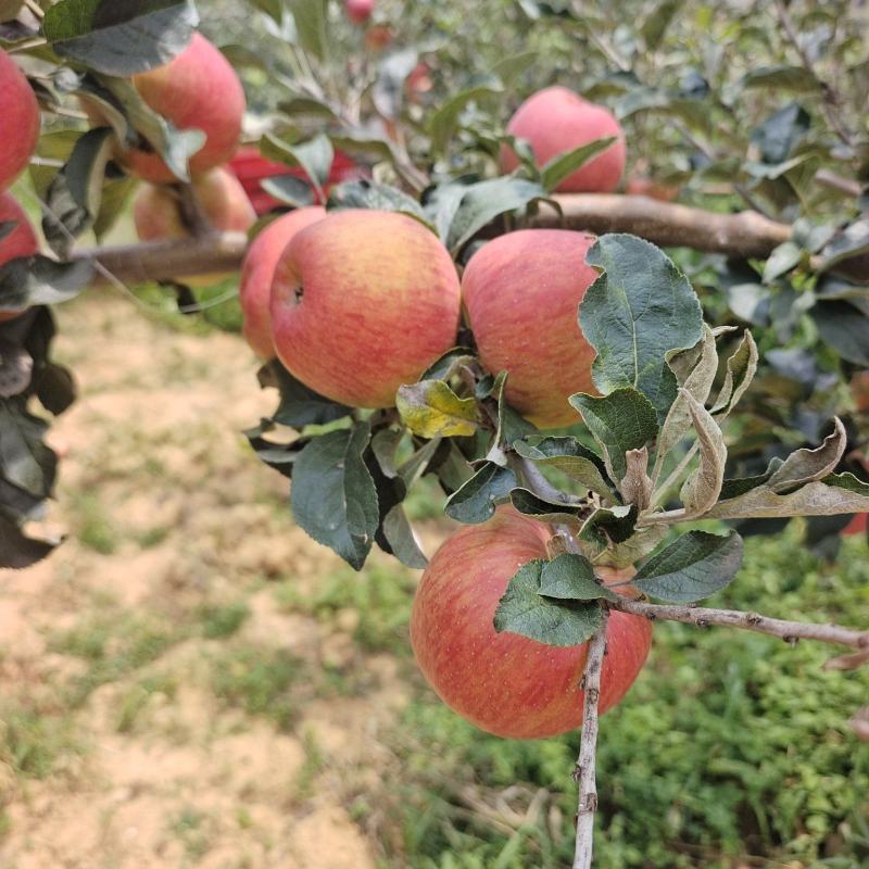 云南昭通苹果大量上市，货源充足，质量保障。