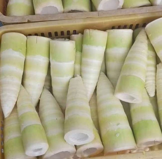 英德麻竹笋新鲜采挖