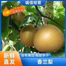 梨，湘兰梨熟了，皮薄，肉厚，汁多，香，甜脆，有需要的联系
