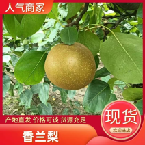 梨湘兰梨成熟了，汁水甜，果子大，好看，欢迎新老客户前来下单
