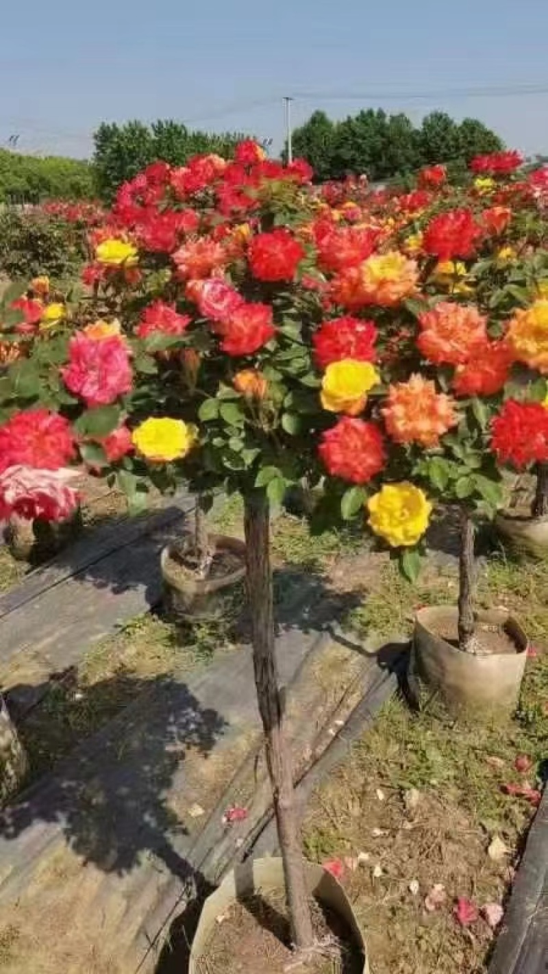 【推荐】南阳月季3-10公分规格齐全一手货源量大价优