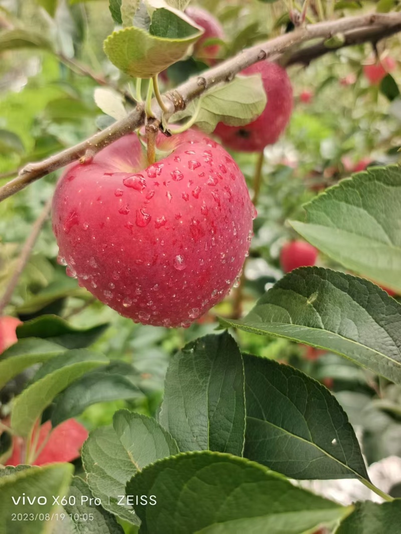 昭通冰糖心苹果个头均匀品质好价格优自己一手货红露苹果