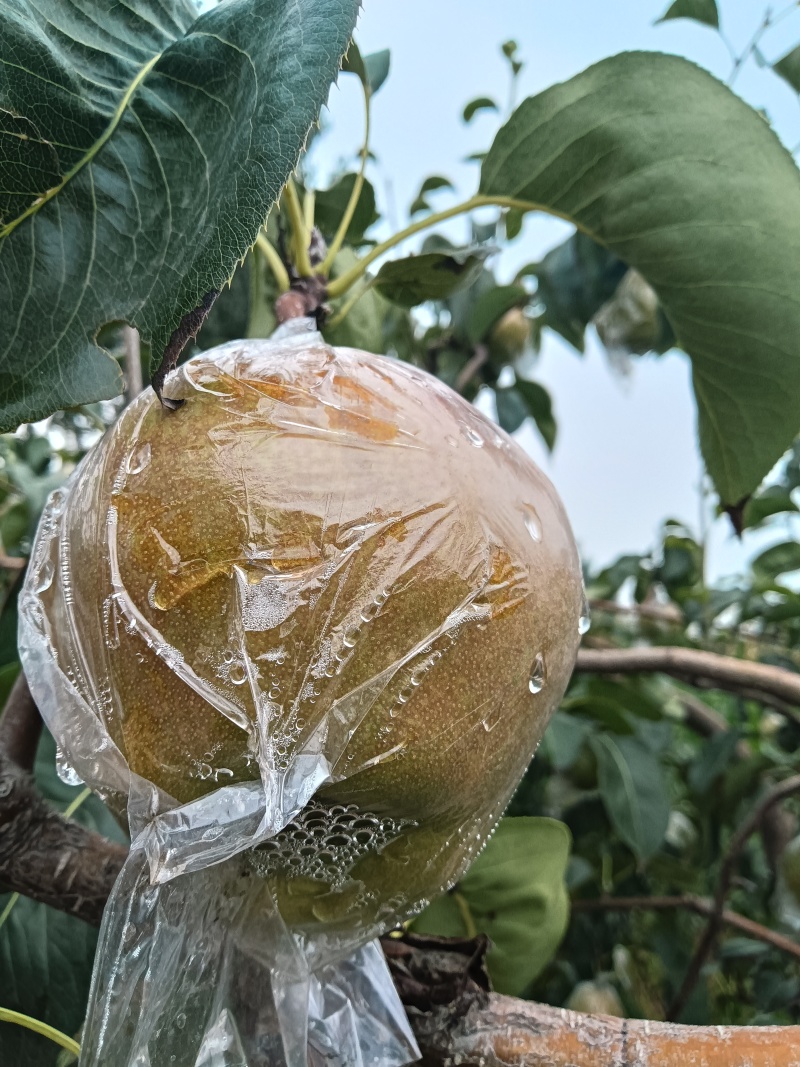 玉露香梨，皮薄水分大糖分高，口感特别好，保证质量