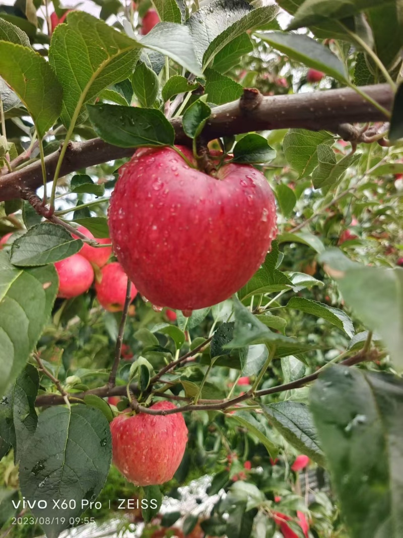 昭通市正宗冰糖心丑苹果大量有货-欢迎来电-现货现发
