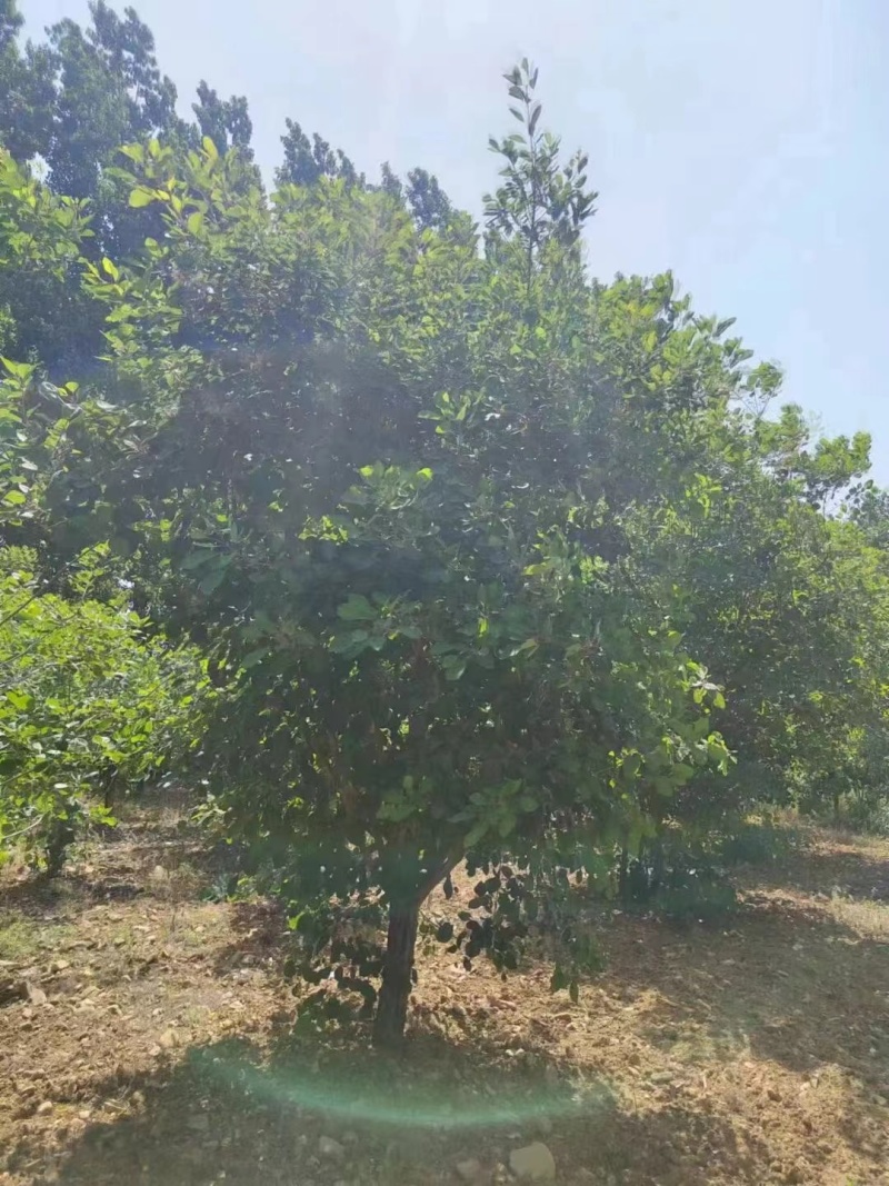 【推荐】南阳南召黄栌8-15公分规格齐全一手货源量大价优