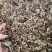 仙鹤草仙鹤草切段一公斤起发
