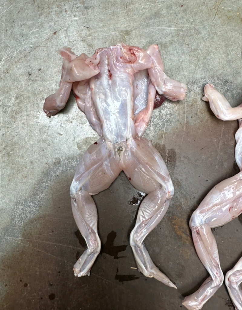 《牛商推荐》源头牛蛙肉批发质量保证可视频