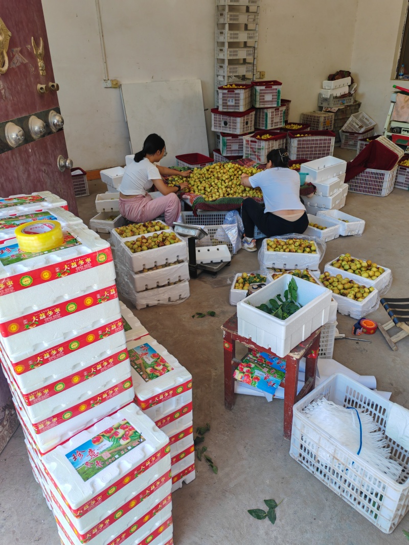 陕西大荔冬枣产地直供一手货源品质保障视频看货选货