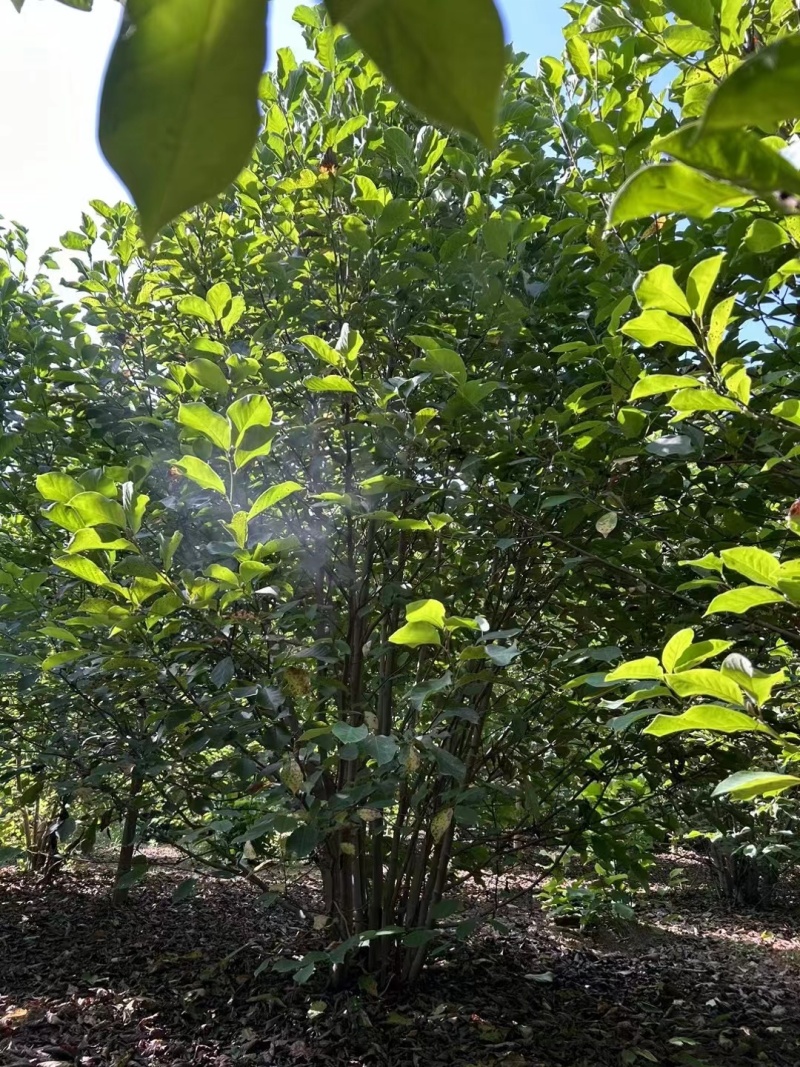 【推荐】丛生玉兰8-30公分规格齐全一手货源量大价优