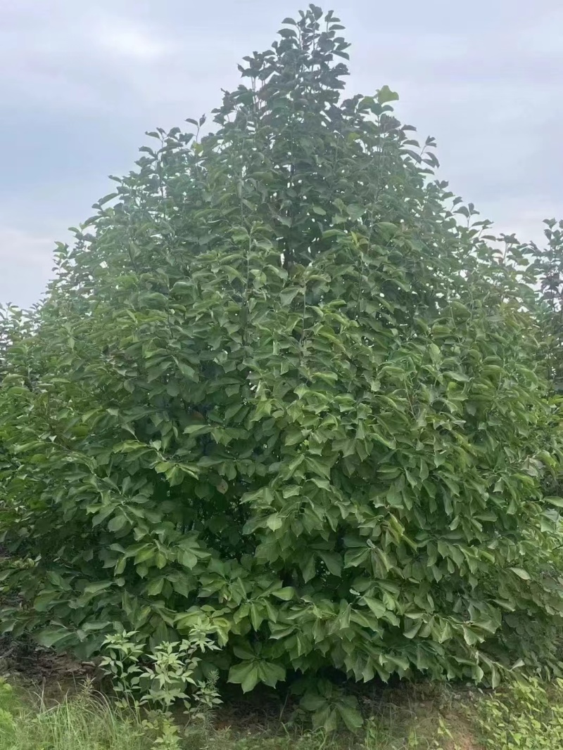 【推荐】丛生玉兰8-30公分规格齐全一手货源量大价优