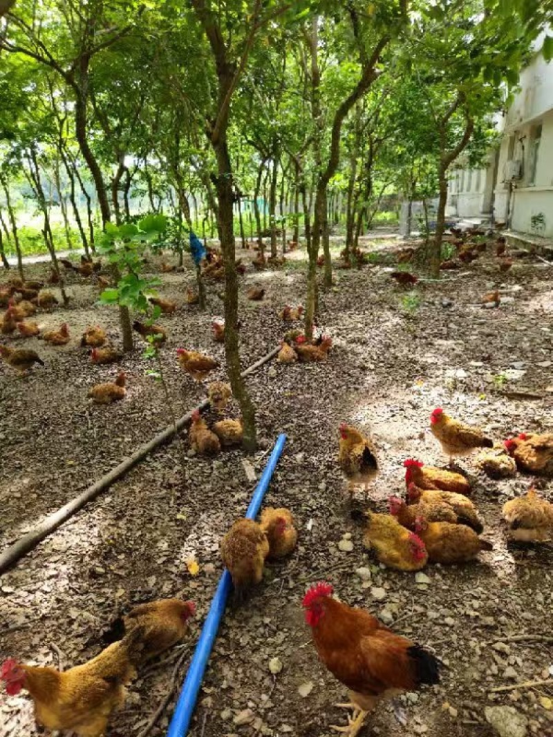 正宗散养120天+文昌鸡自家养殖货量稳定来电下单