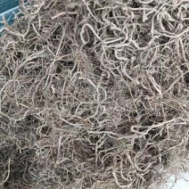 胶股蓝根大量供应，货源充足，量大从优价格美丽欢迎咨询