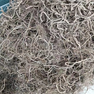 胶股蓝根大量供应，货源充足，量大从优价格美丽欢迎咨询