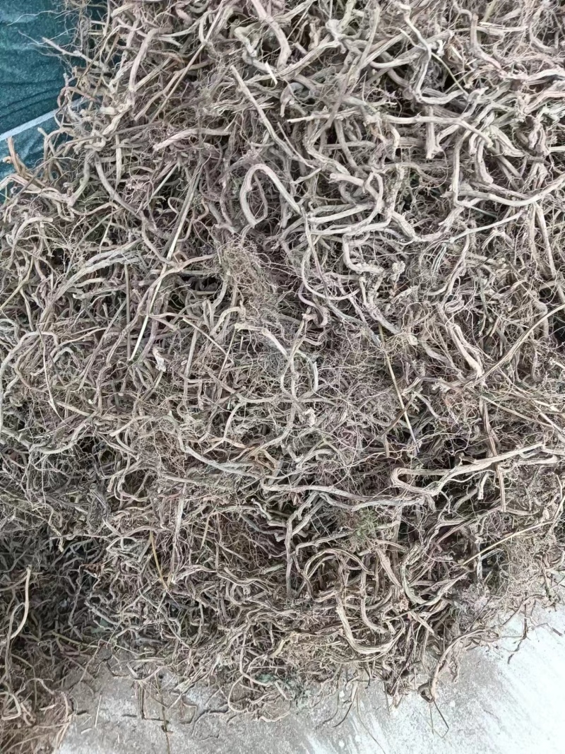 胶股蓝根大量供应，货源充足，量大从优价格美丽欢迎咨询