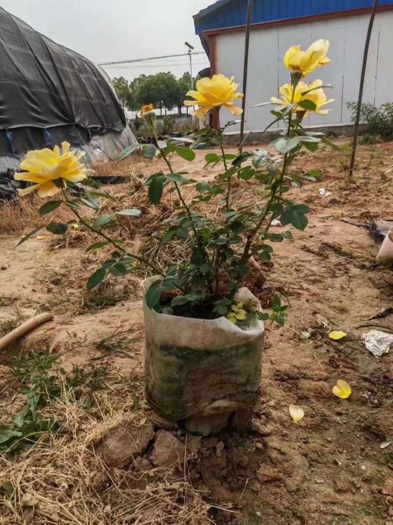 【推荐】南阳南召月季杯苗规格齐全一手货源量大价优