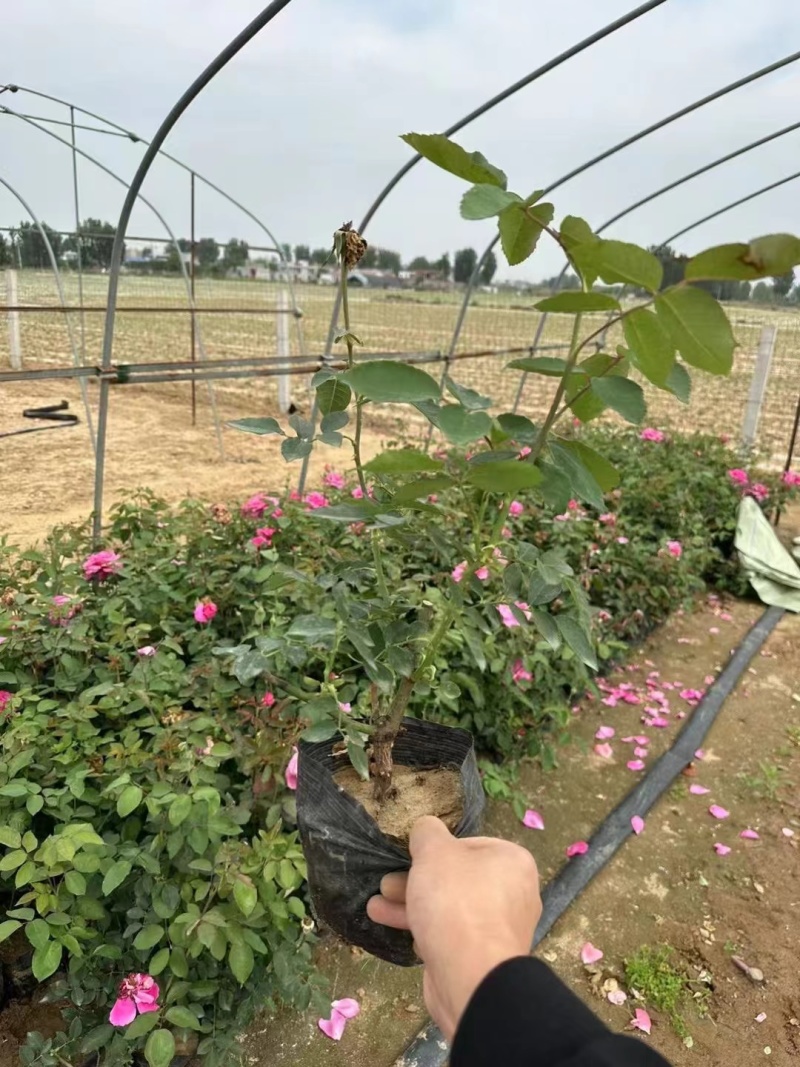 【推荐】南阳南召月季杯苗规格齐全一手货源量大价优