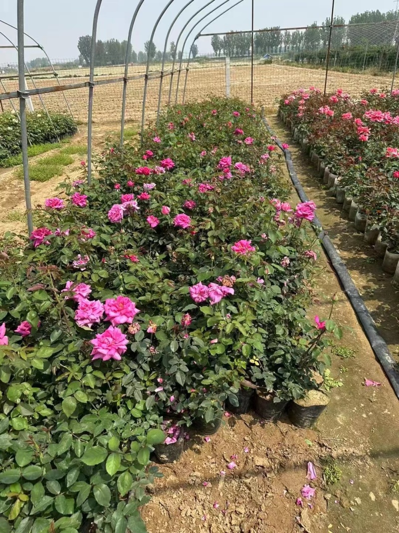 【推荐】南阳南召月季杯苗规格齐全一手货源量大价优