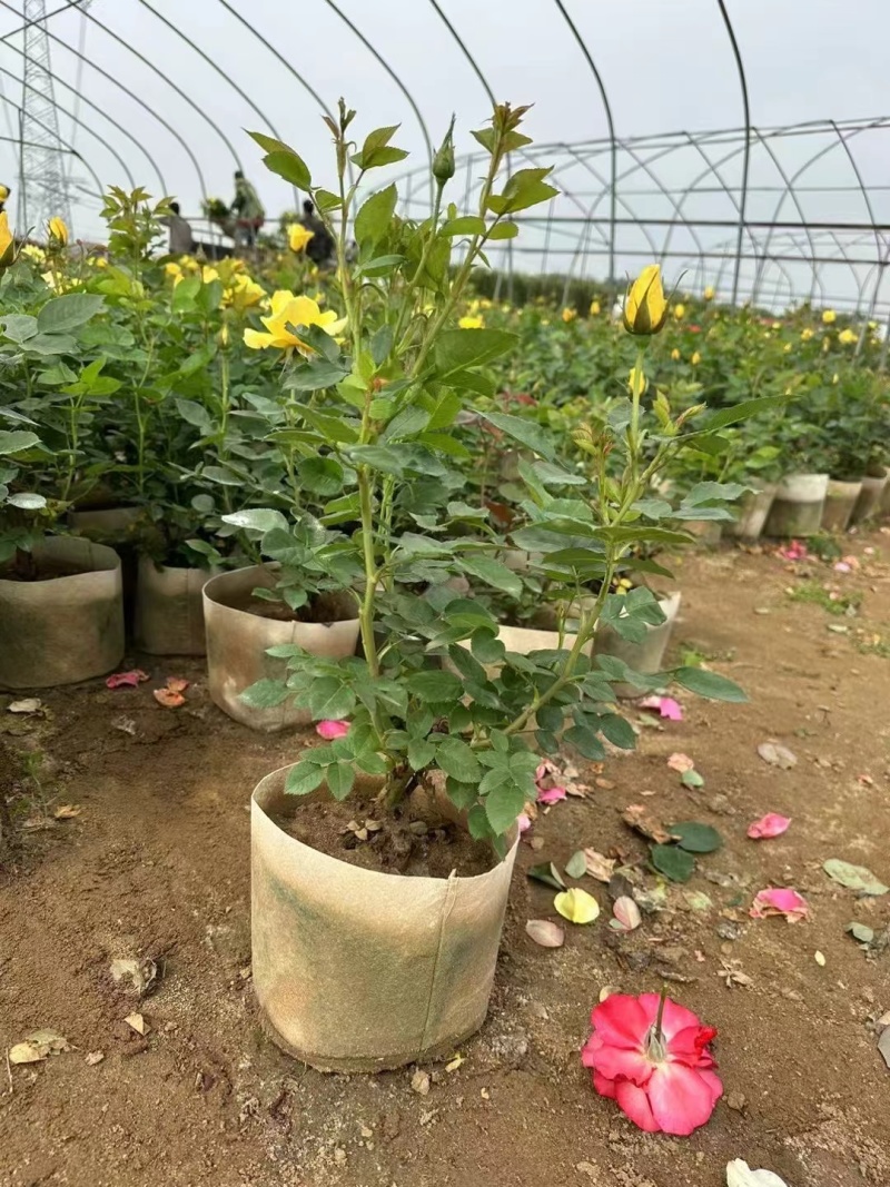 【推荐】南阳南召月季杯苗规格齐全一手货源量大价优