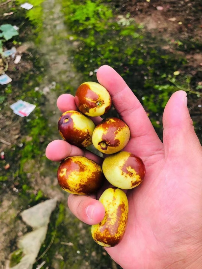 贵妃枣，大枣